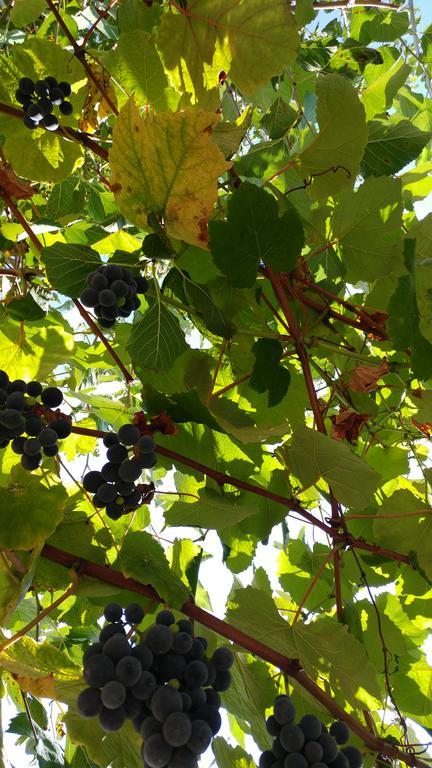 Agriturismo Il Marchese Aquara Eksteriør bilde